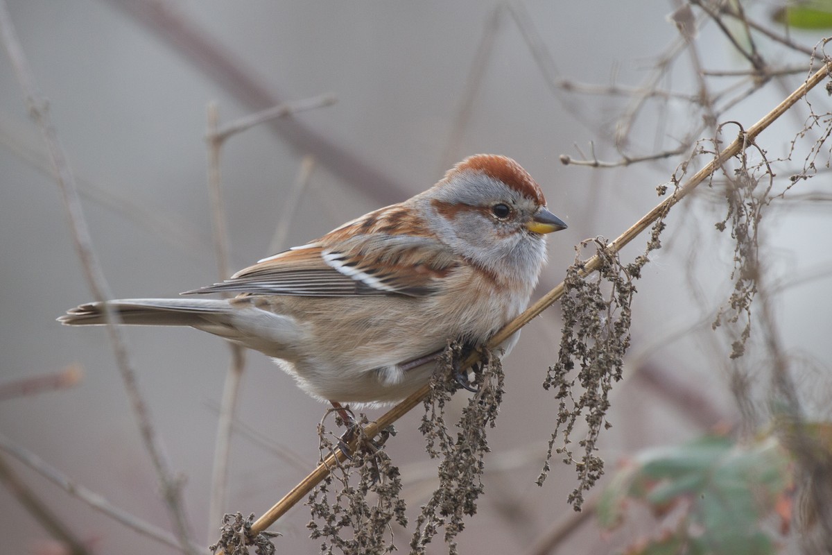 American Tree Sparrow - ML281163191
