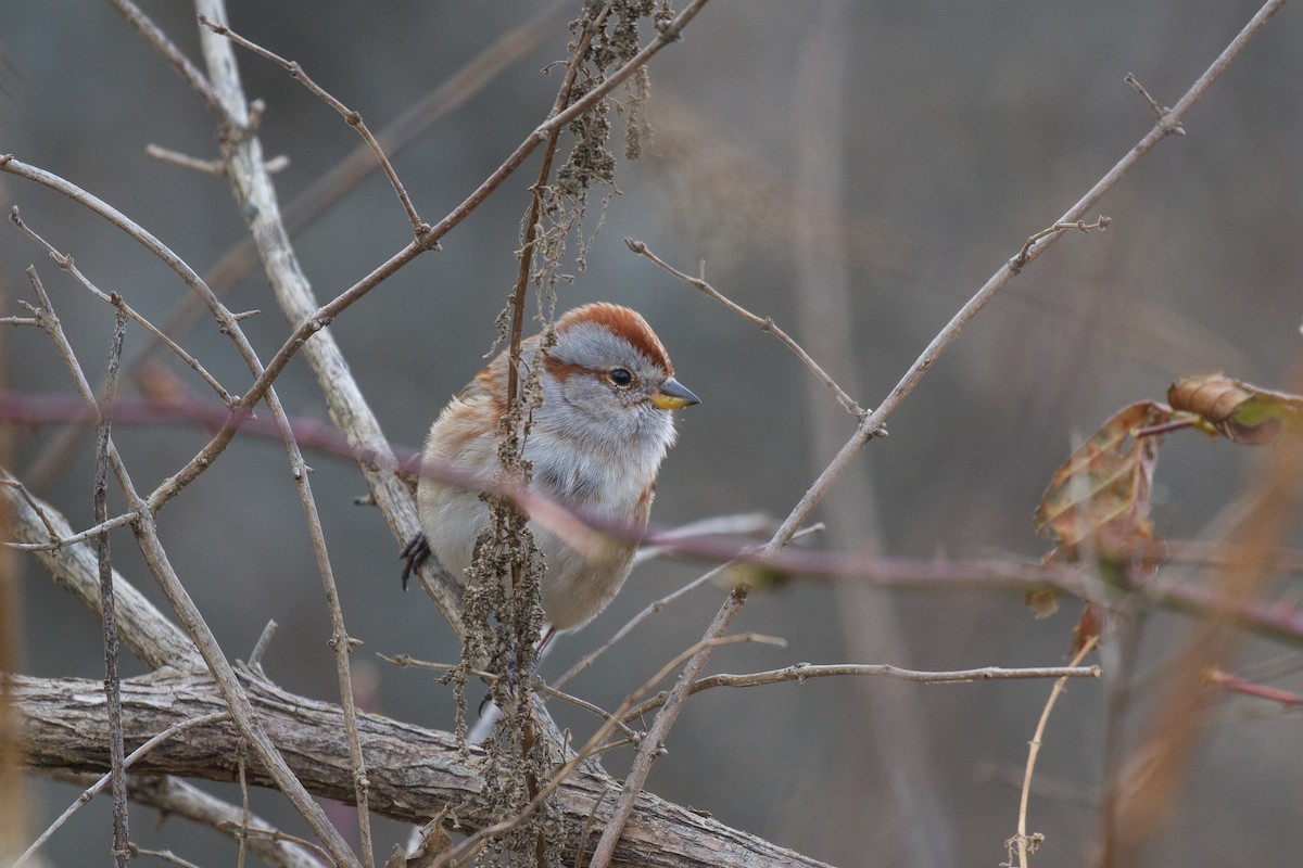 American Tree Sparrow - ML281163241