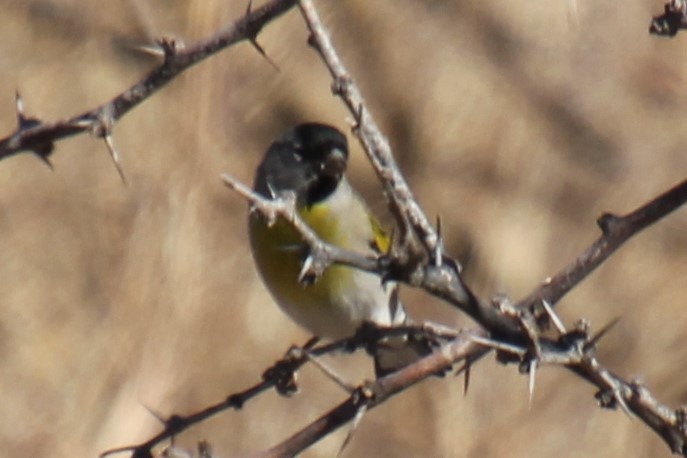 Lawrence's Goldfinch - BettySue Dunn