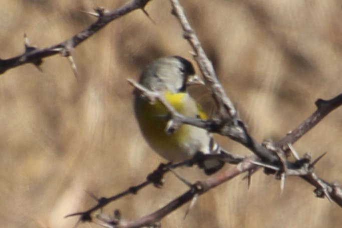 Lawrence's Goldfinch - ML281165211