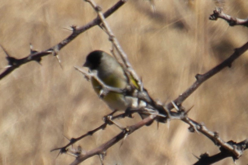 Lawrence's Goldfinch - ML281165261