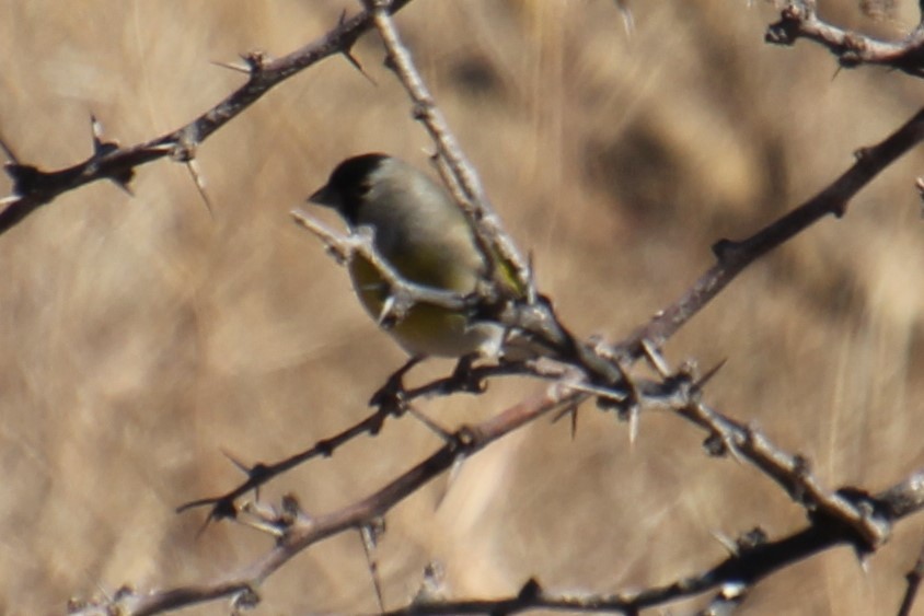Lawrence's Goldfinch - ML281165271