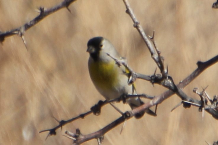 Lawrence's Goldfinch - ML281165291