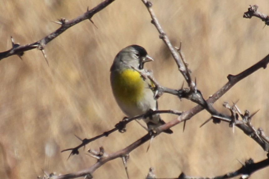 Lawrence's Goldfinch - ML281165301