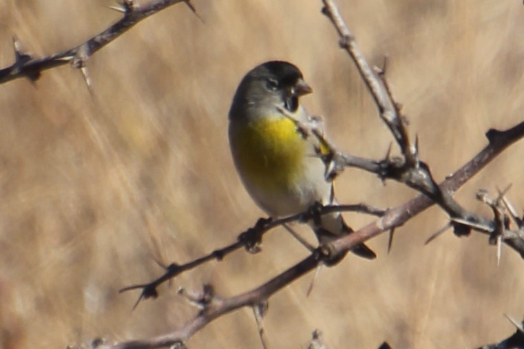 Lawrence's Goldfinch - ML281165321