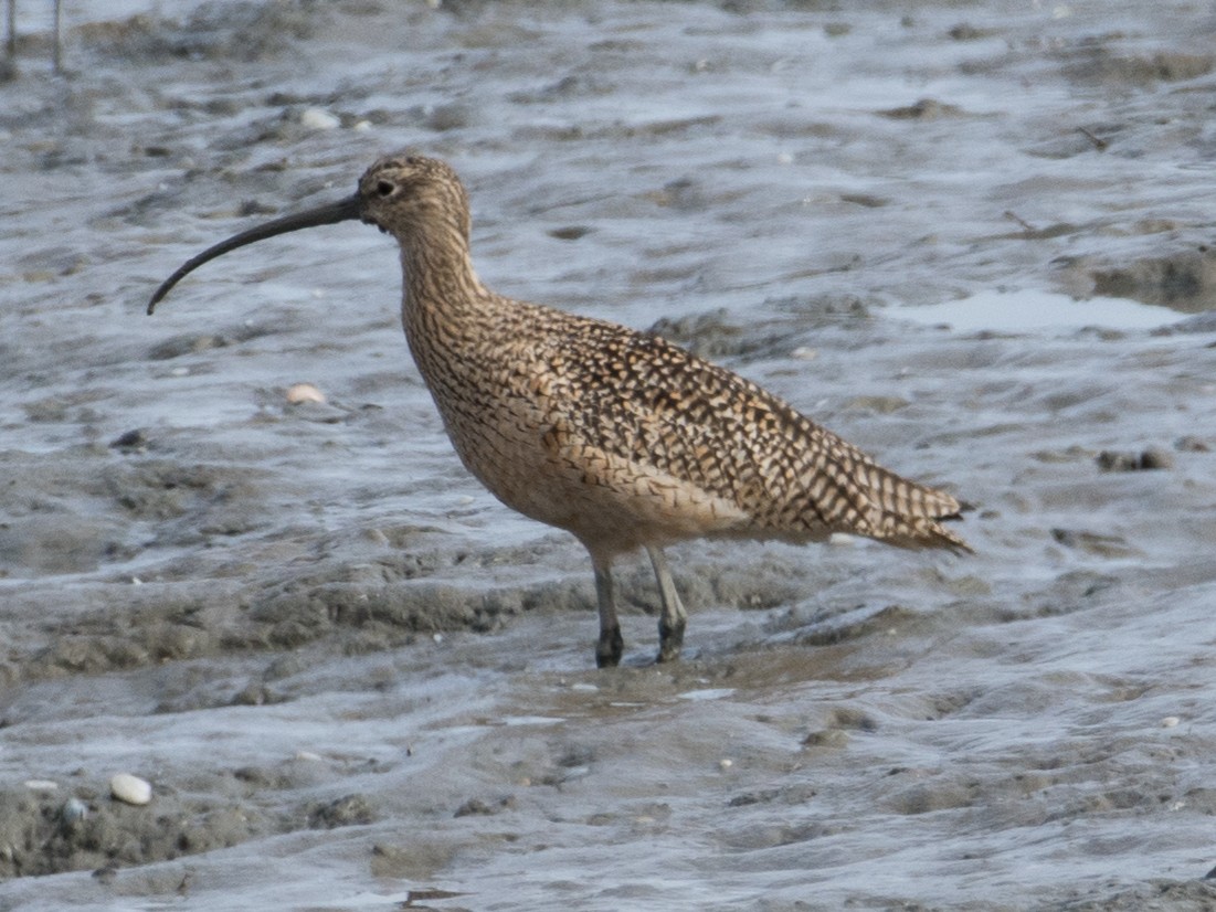 Long-billed Curlew - ML281165661