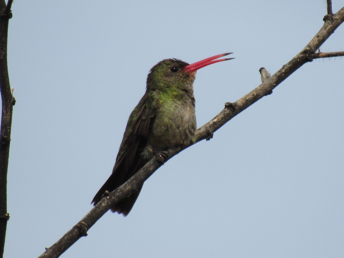 Gilded Hummingbird - ML281166111