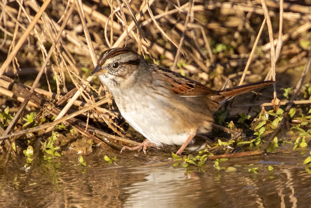 Swamp Sparrow - Iris Kilpatrick
