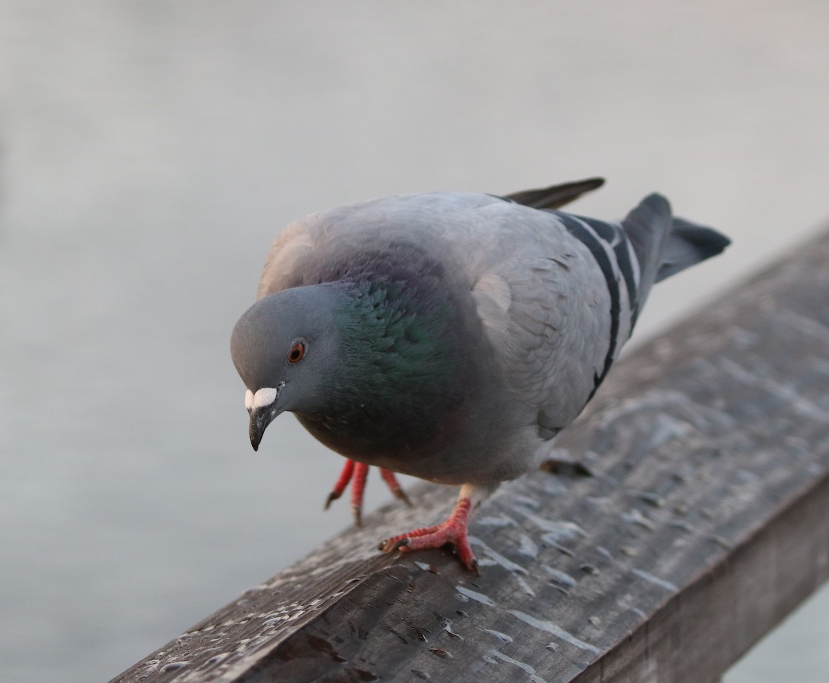 Rock Pigeon (Feral Pigeon) - ML281168581
