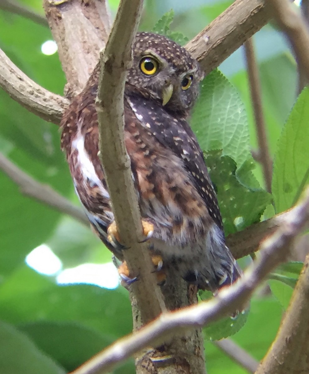 Costa Rican Pygmy-Owl - Howard Laidlaw