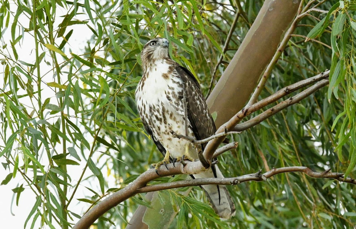 Red-tailed Hawk - Ezekiel Dobson