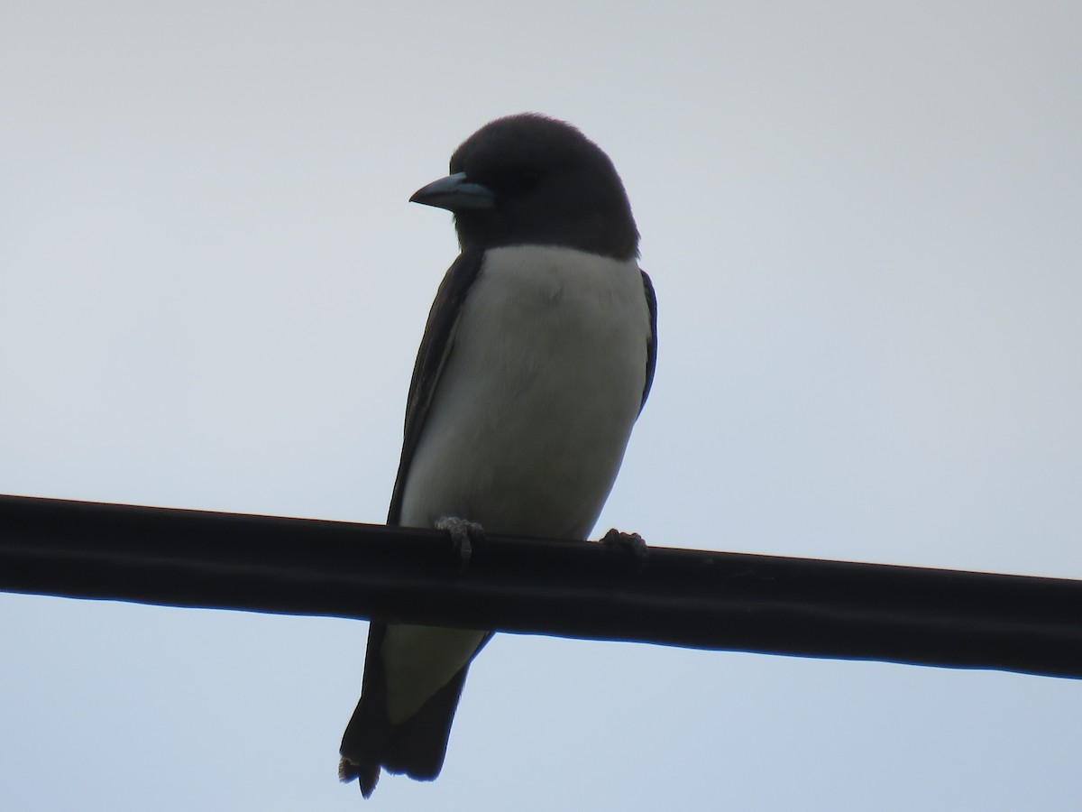 White-breasted Woodswallow - ML281174341