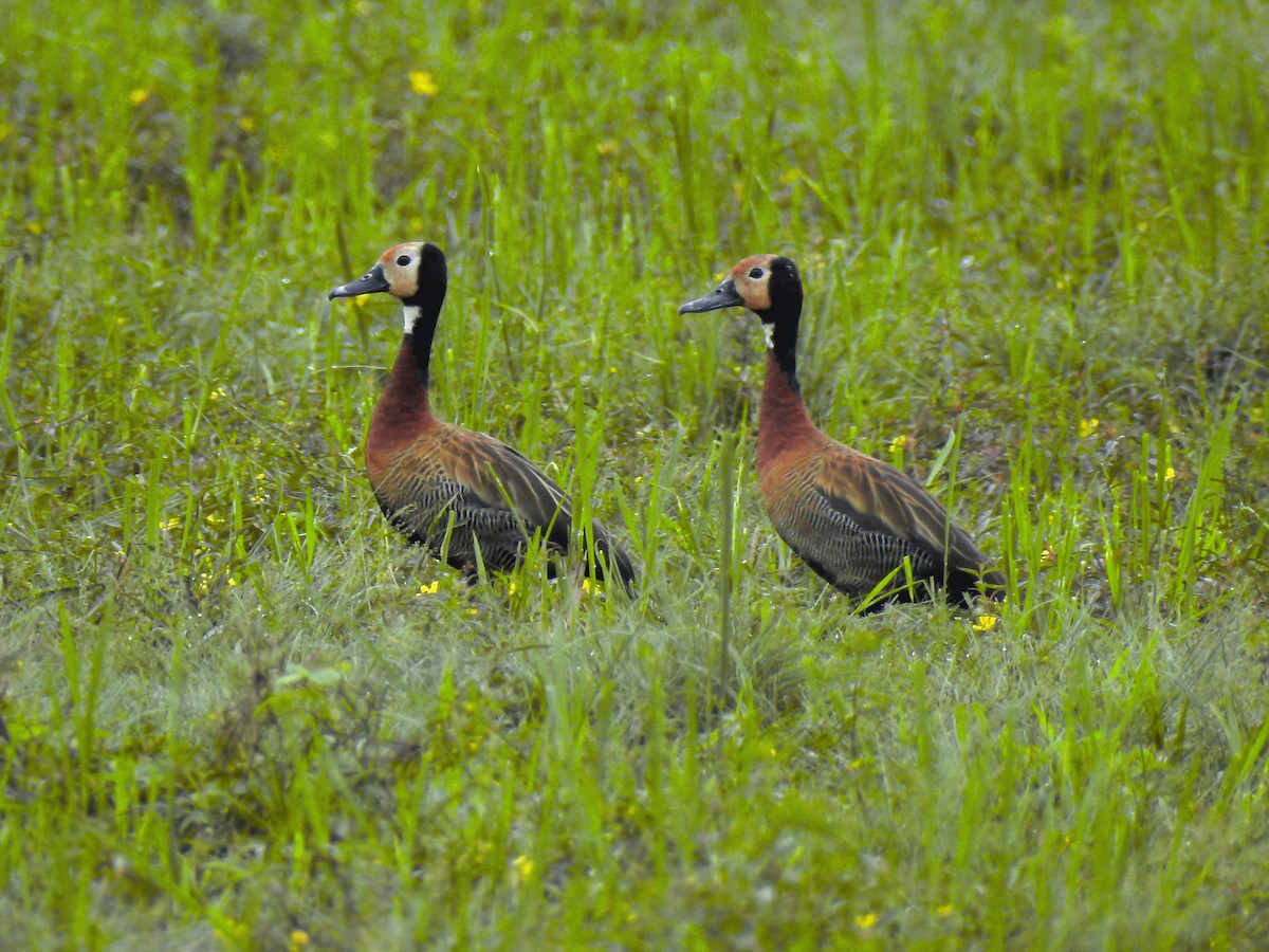 White-faced Whistling-Duck - Jorge L. Peña