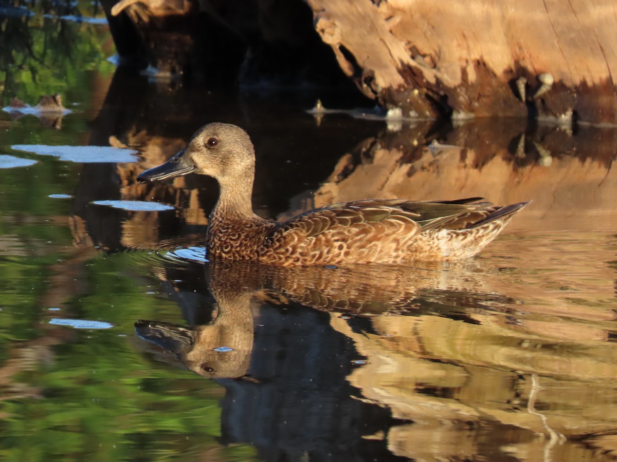 Blue-winged Teal - ML281176811