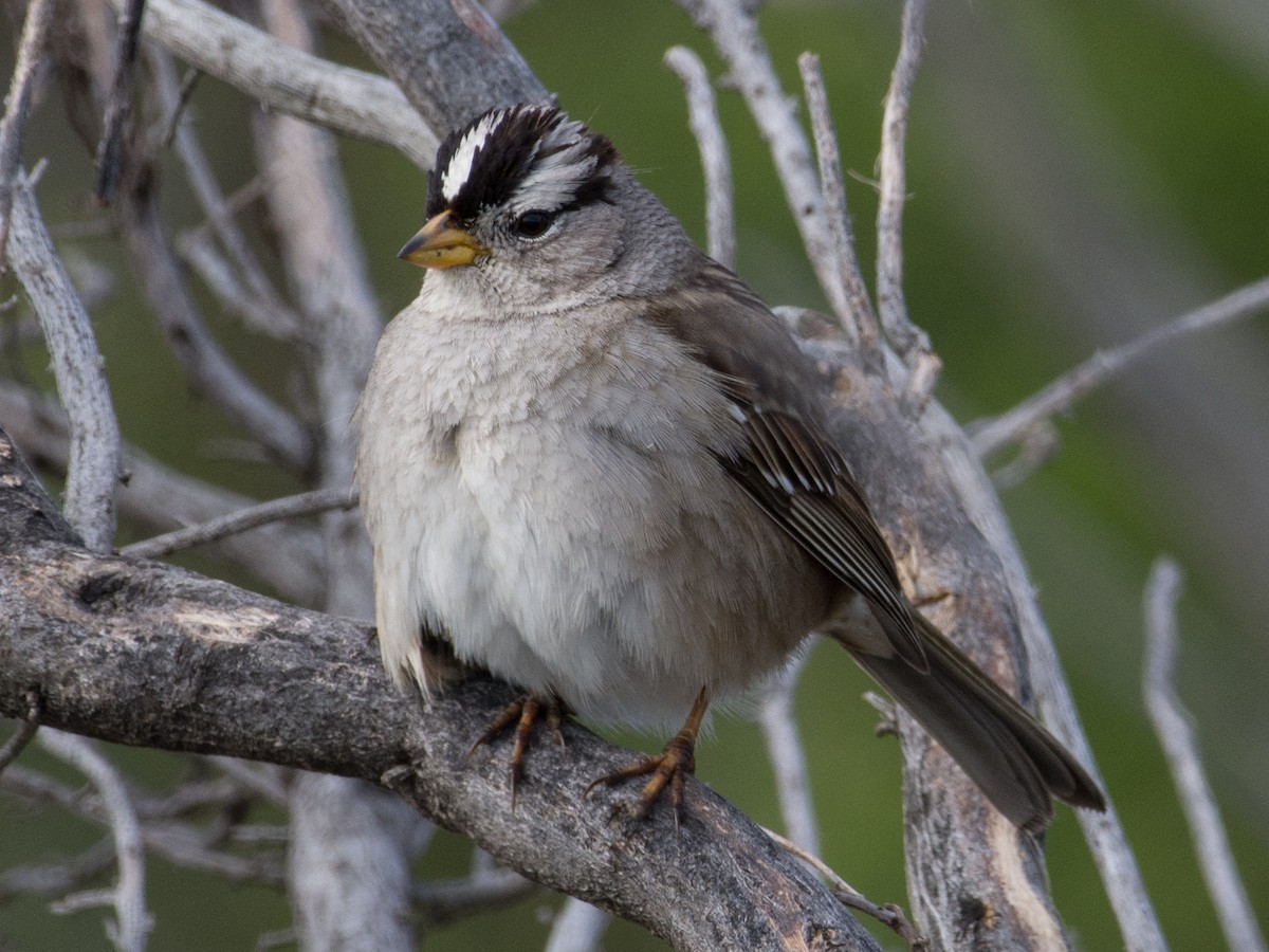 White-crowned Sparrow - ML281183871