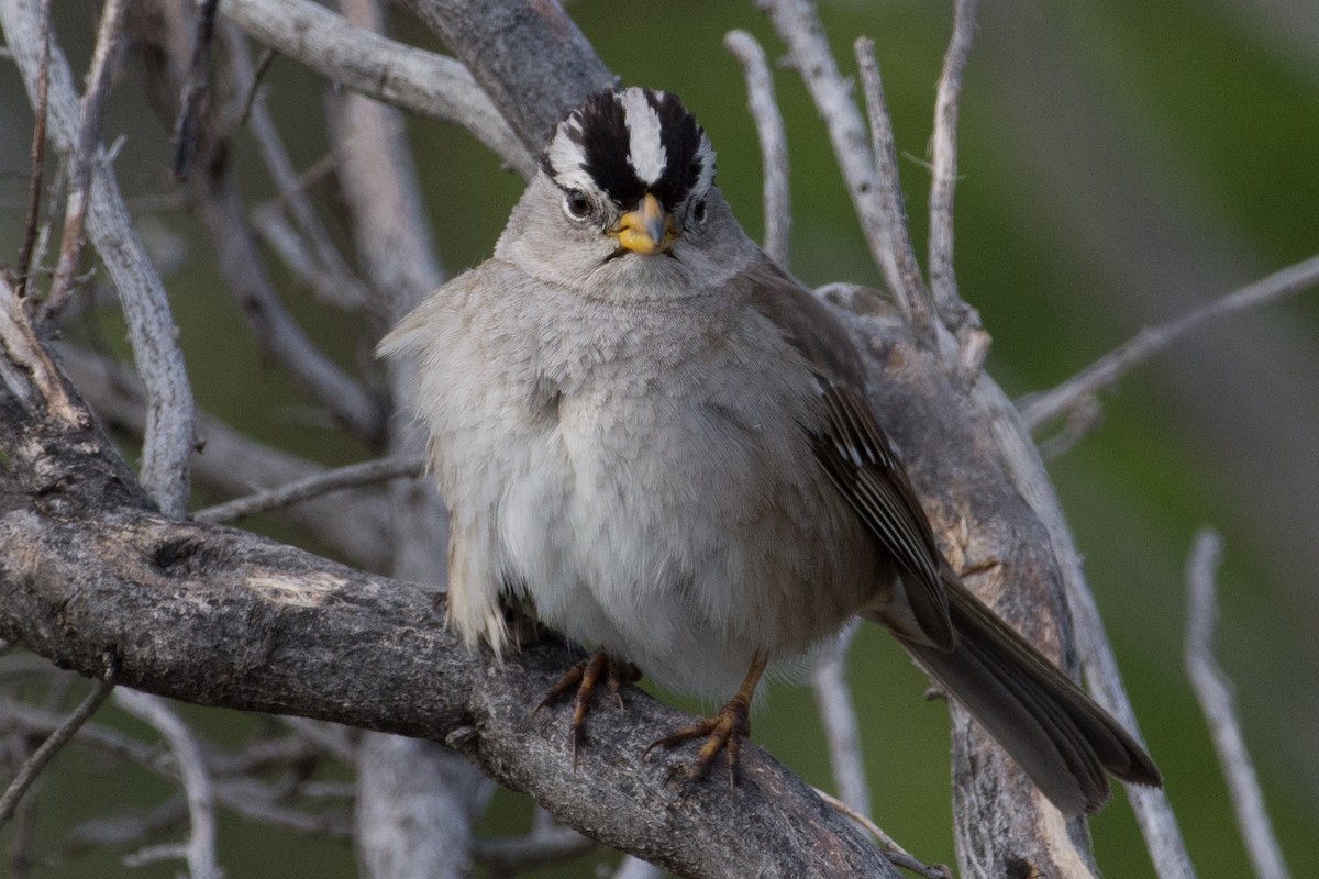 White-crowned Sparrow - ML281183881
