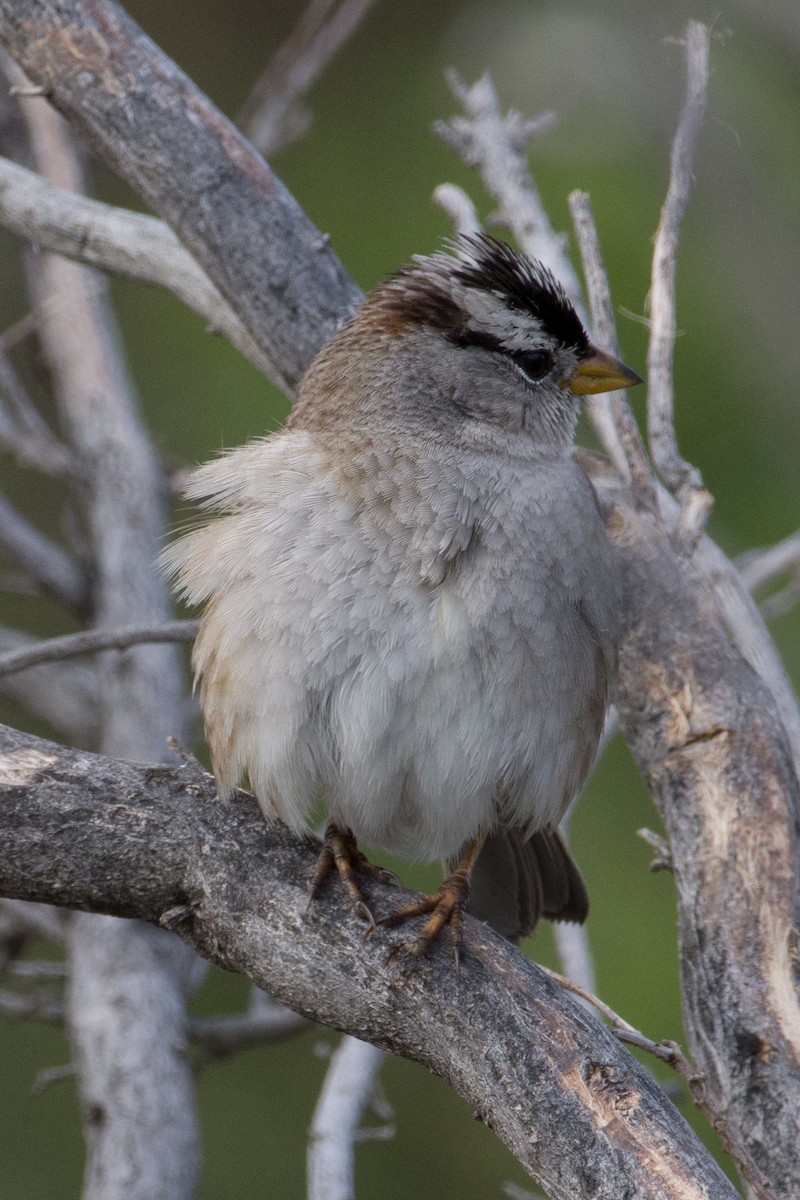 White-crowned Sparrow - ML281183891