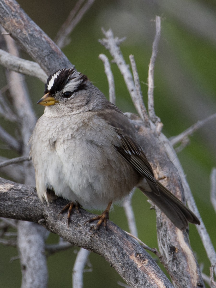White-crowned Sparrow - ML281183901