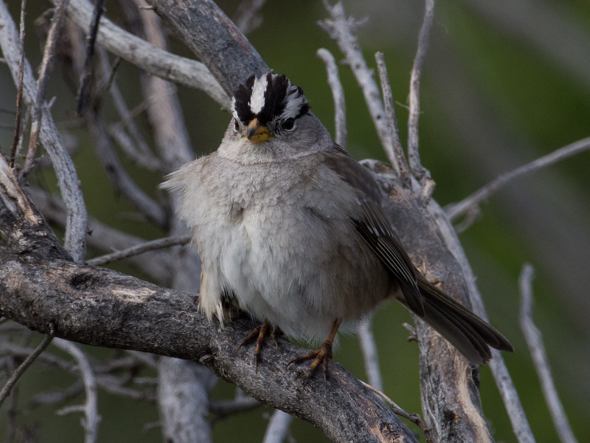 White-crowned Sparrow - ML281183911