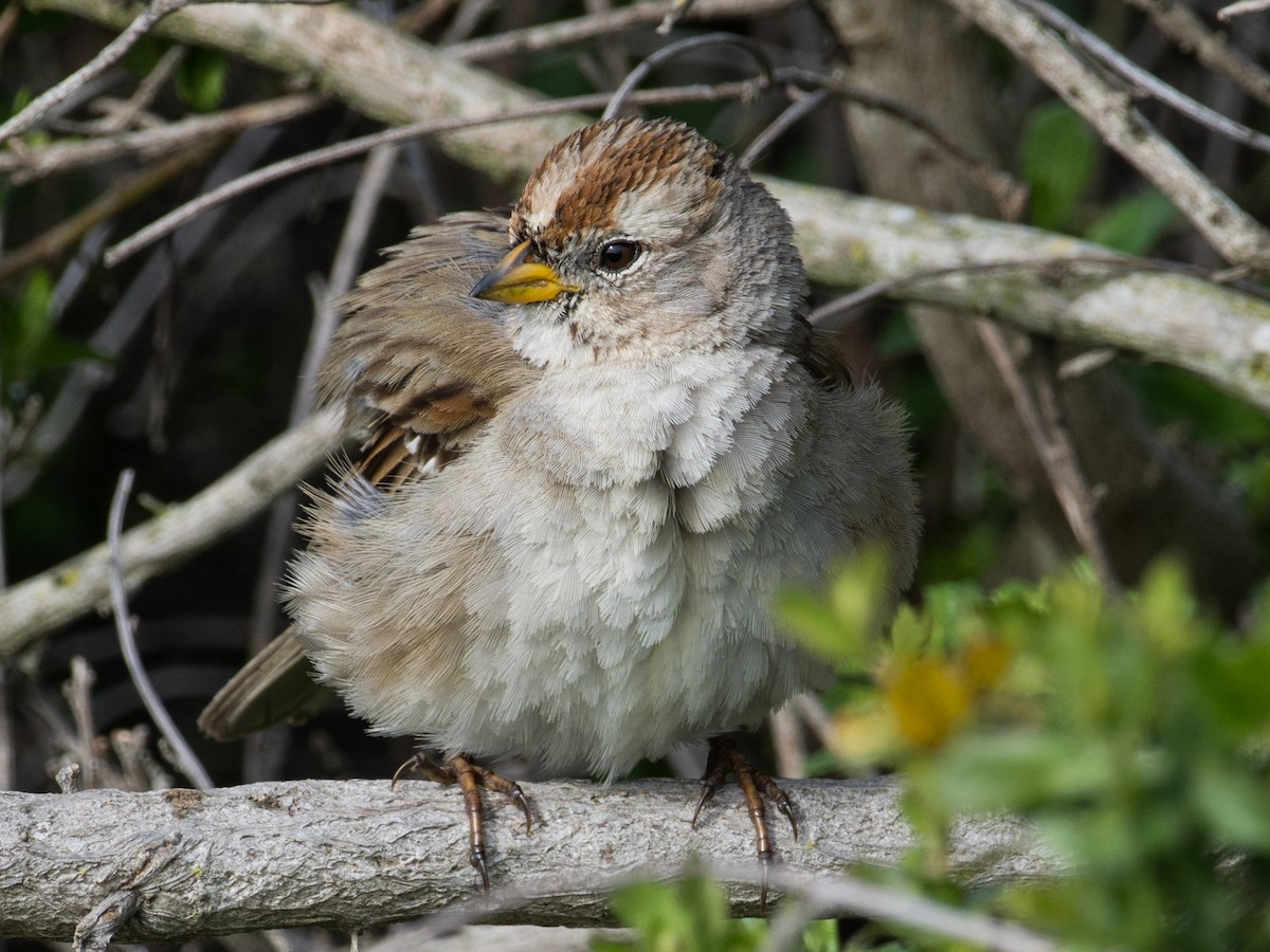 White-crowned Sparrow - ML281183921