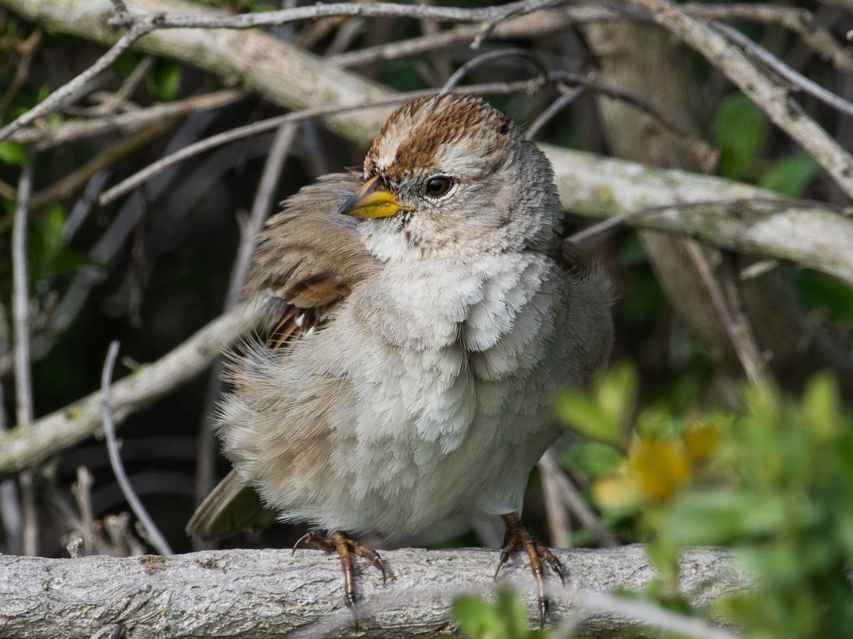 White-crowned Sparrow - ML281183941