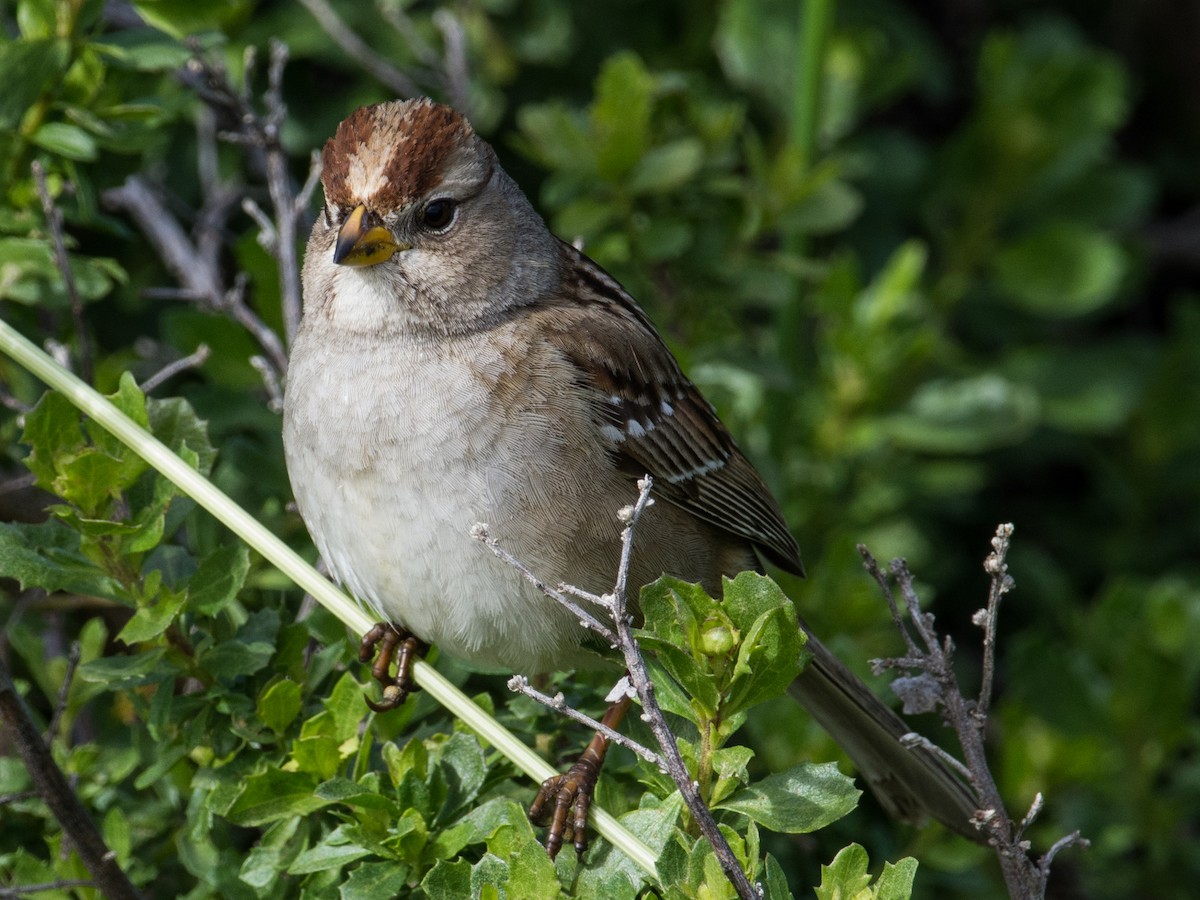 White-crowned Sparrow - ML281183951