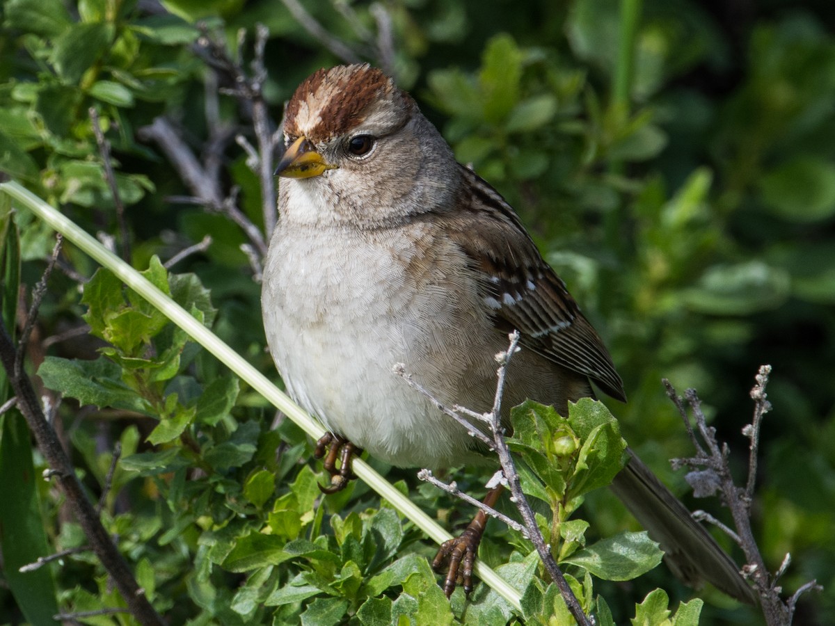 White-crowned Sparrow - ML281183971