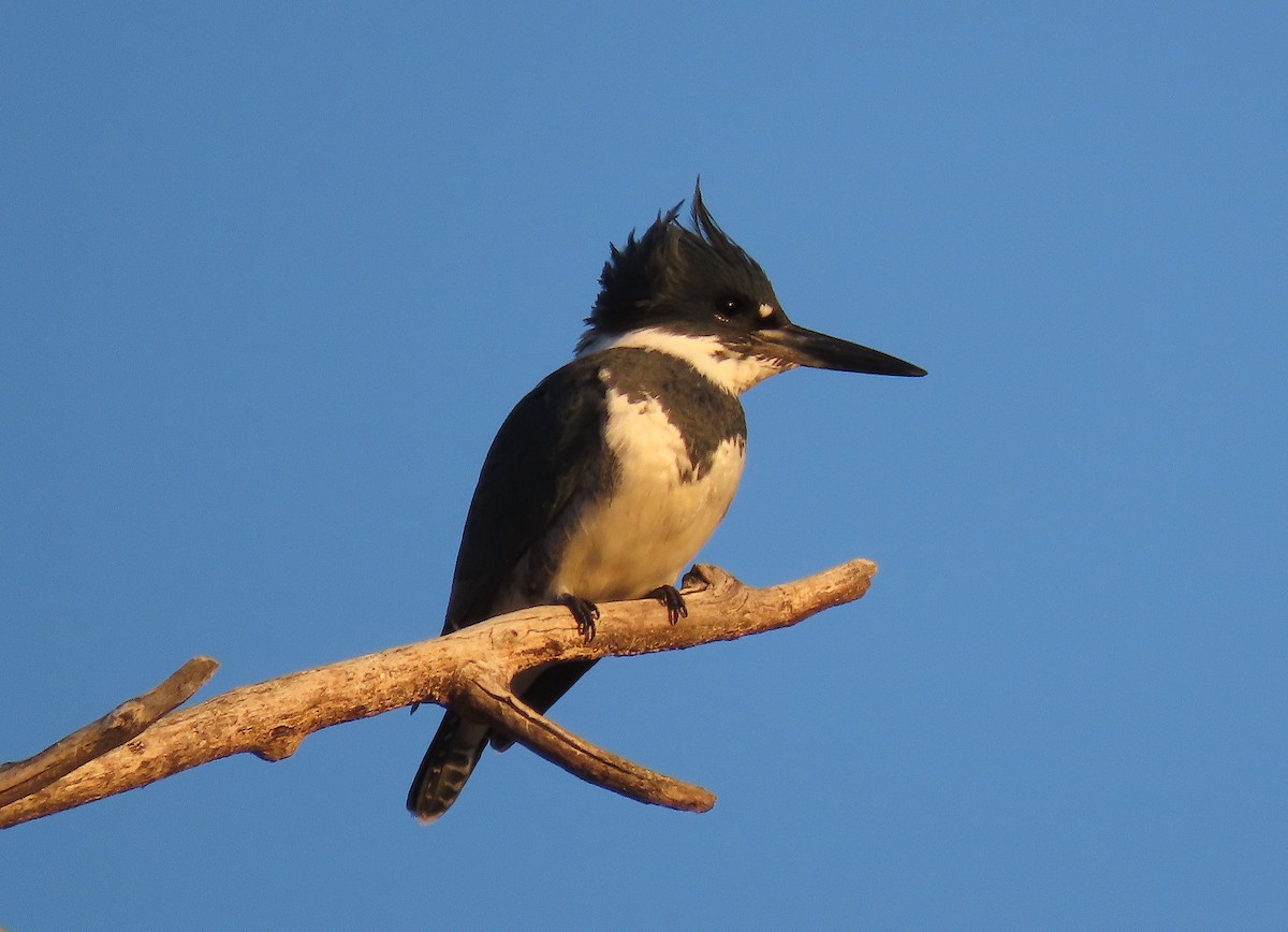Belted Kingfisher - ML281185351