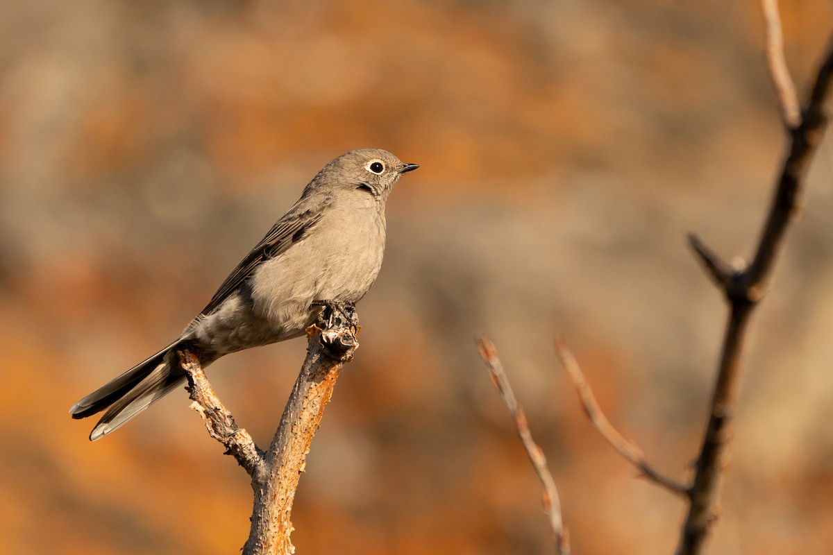 Townsend's Solitaire - ML281185701