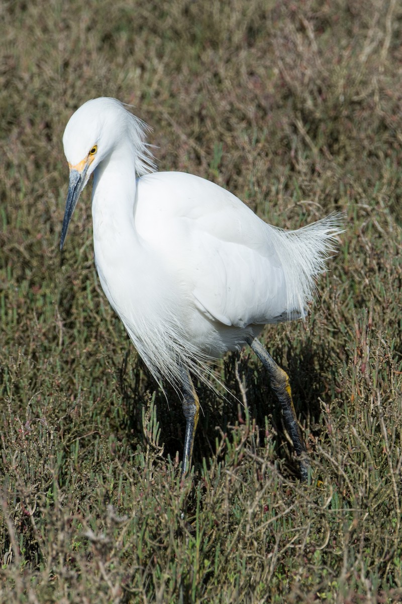 Snowy Egret - T I