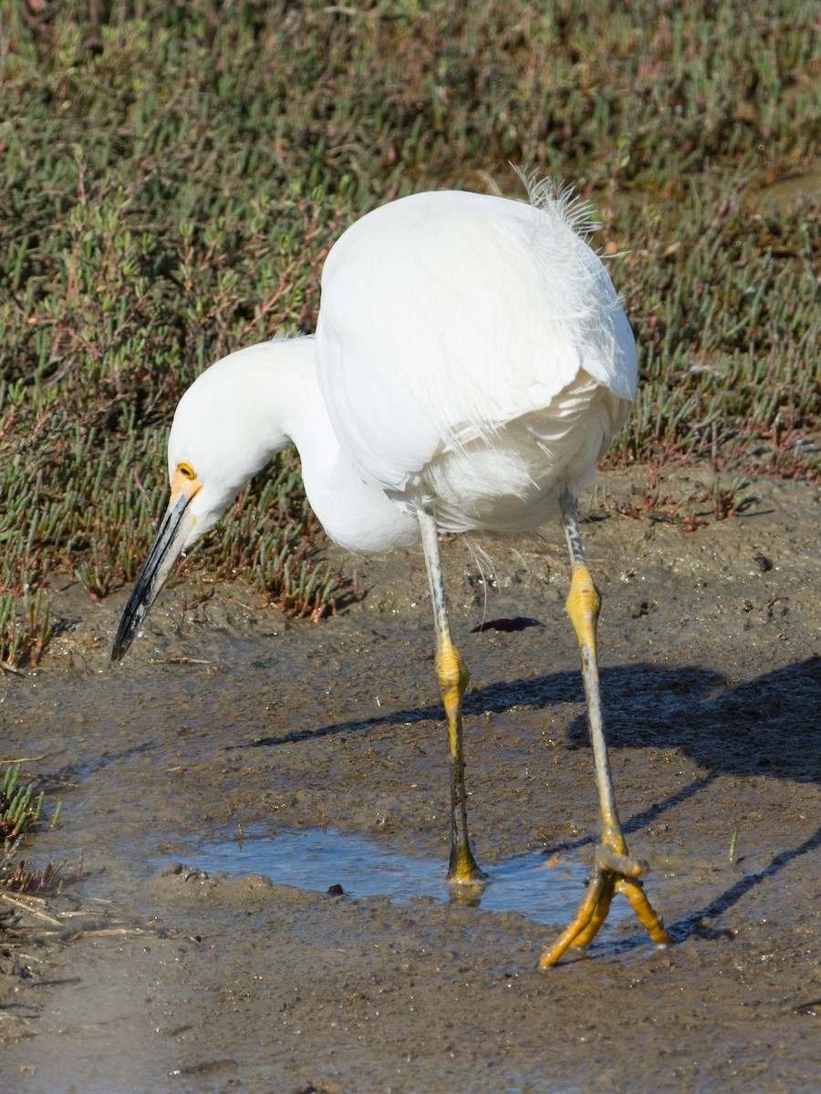 Snowy Egret - T I