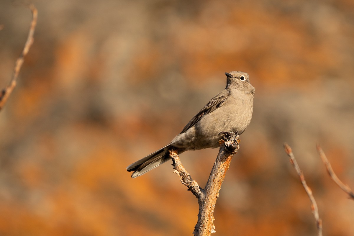 Townsend's Solitaire - ML281185881