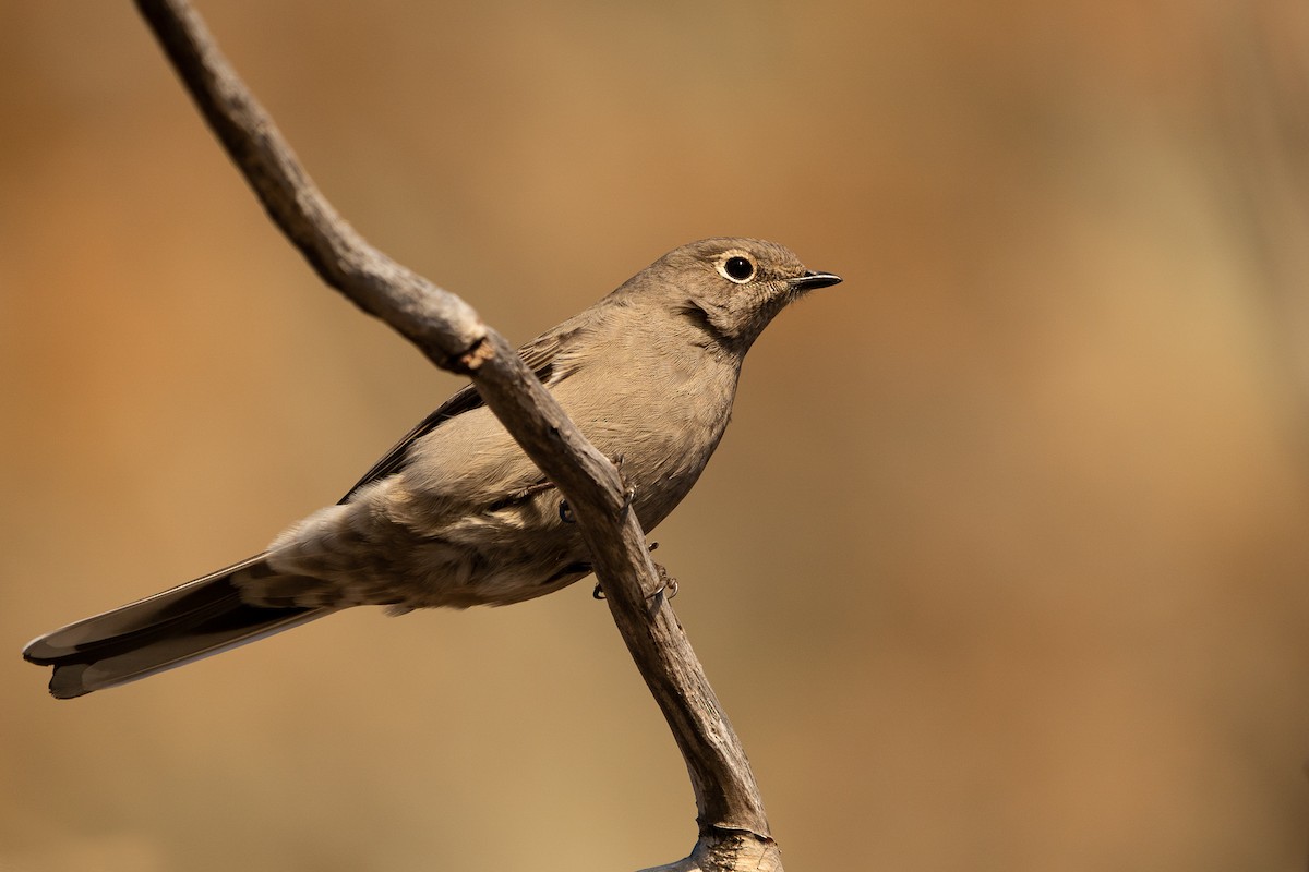 Townsend's Solitaire - Sulli Gibson
