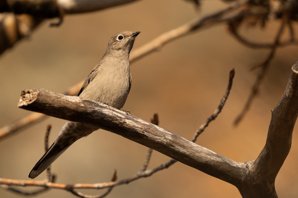 Townsend's Solitaire - ML281186051