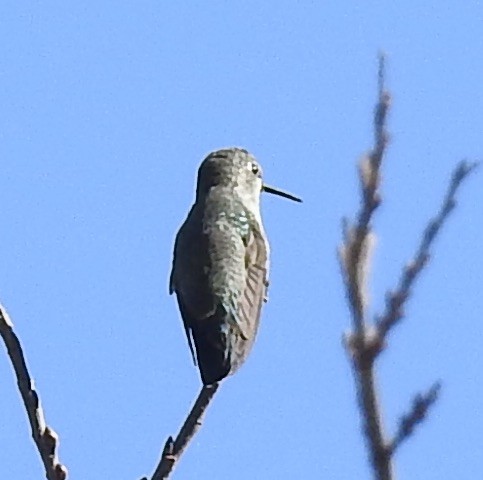 Anna's Hummingbird - ML281186261