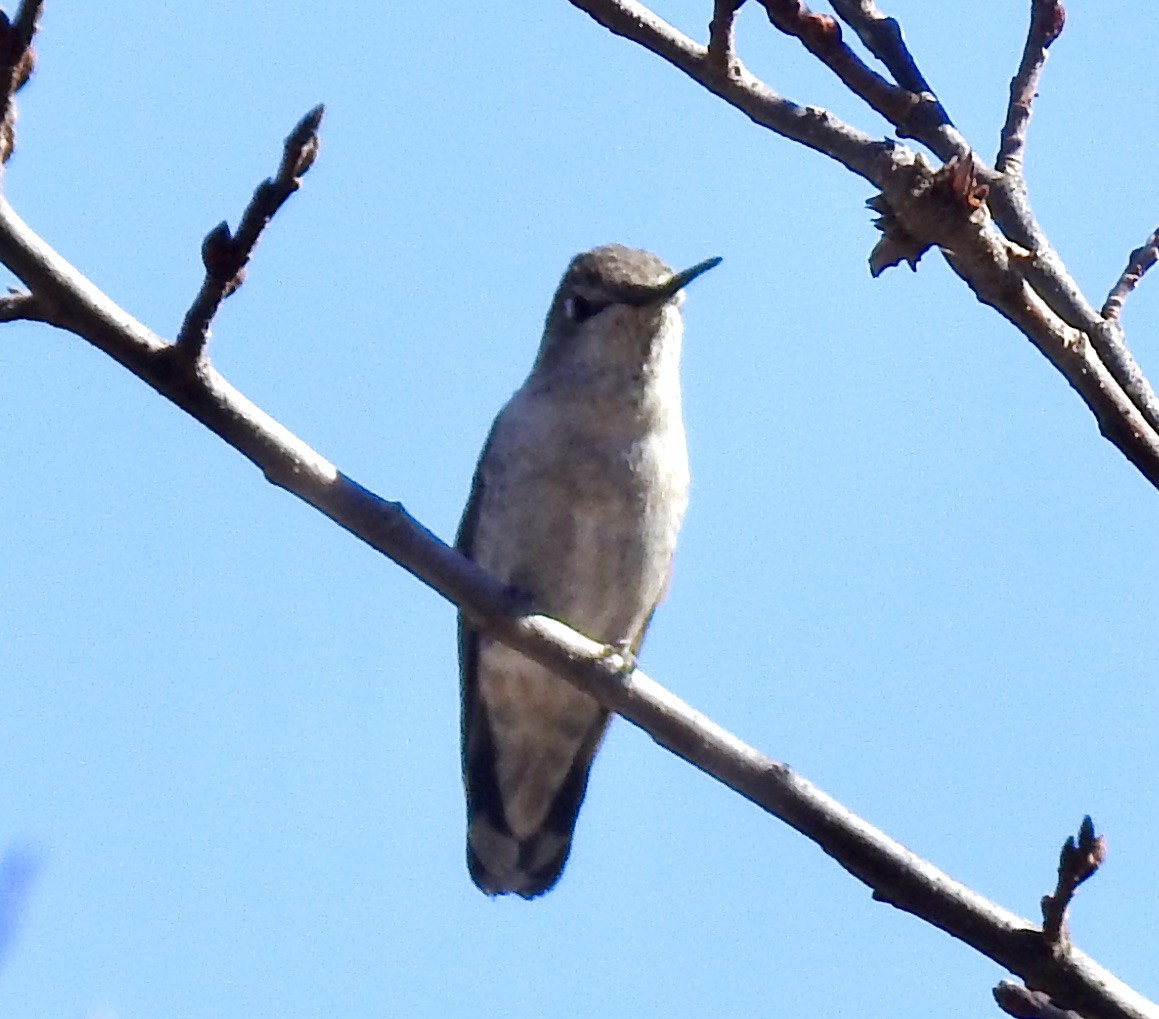 Anna's Hummingbird - ML281186271