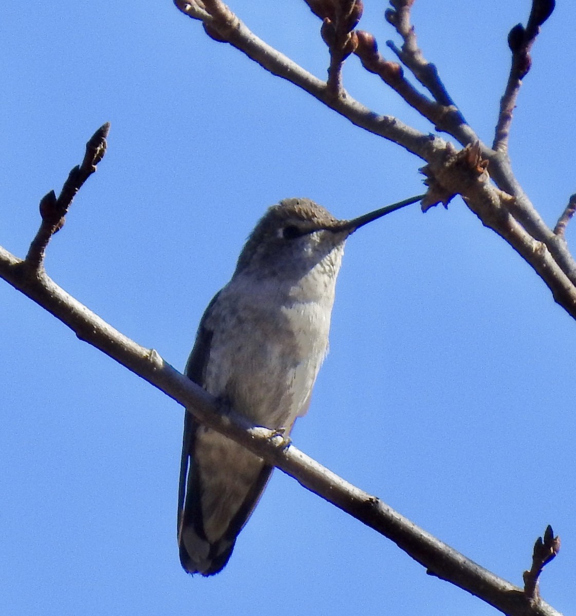 Anna's Hummingbird - ML281186281