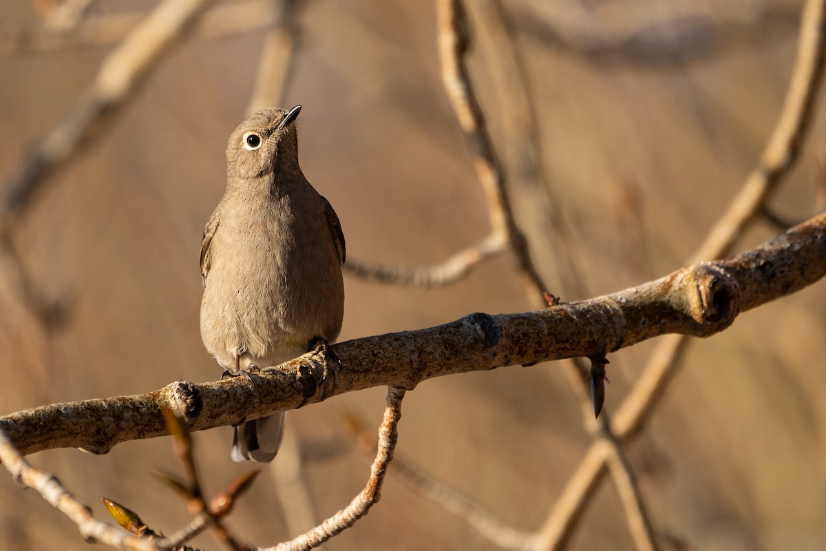 Townsend's Solitaire - ML281188001