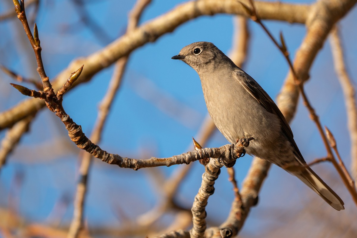 Townsend's Solitaire - ML281188051