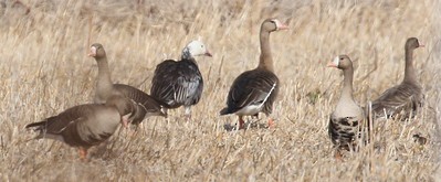 Greater White-fronted Goose (Western) - ML281188111