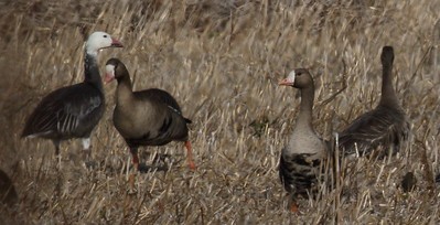 Greater White-fronted Goose (Western) - ML281188121