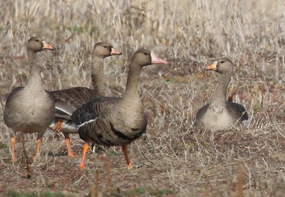 Greater White-fronted Goose (Western) - ML281188131