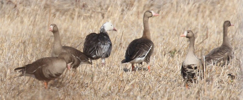 Greater White-fronted Goose (Western) - ML281188141