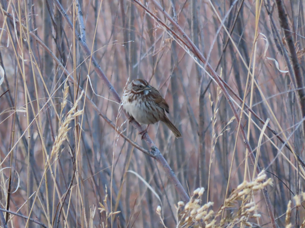 Song Sparrow - Del Nelson