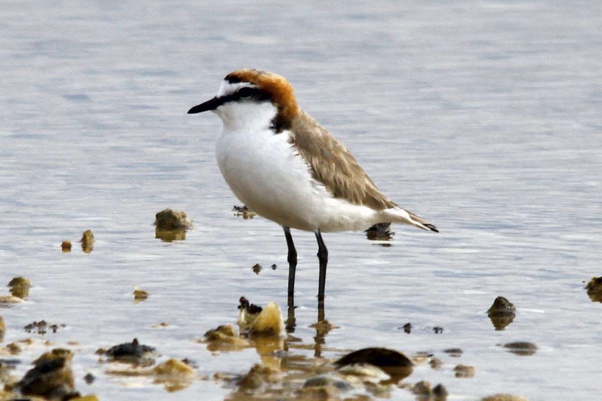 Red-capped Plover - Alan Atkinson