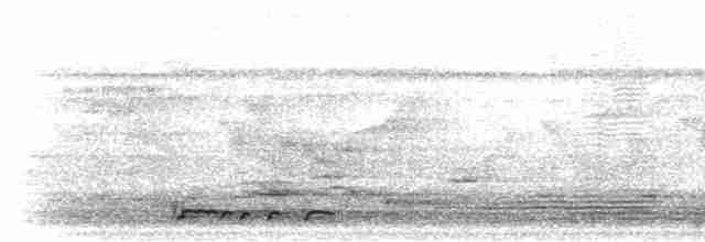 holoubek vlnkovaný - ML281203