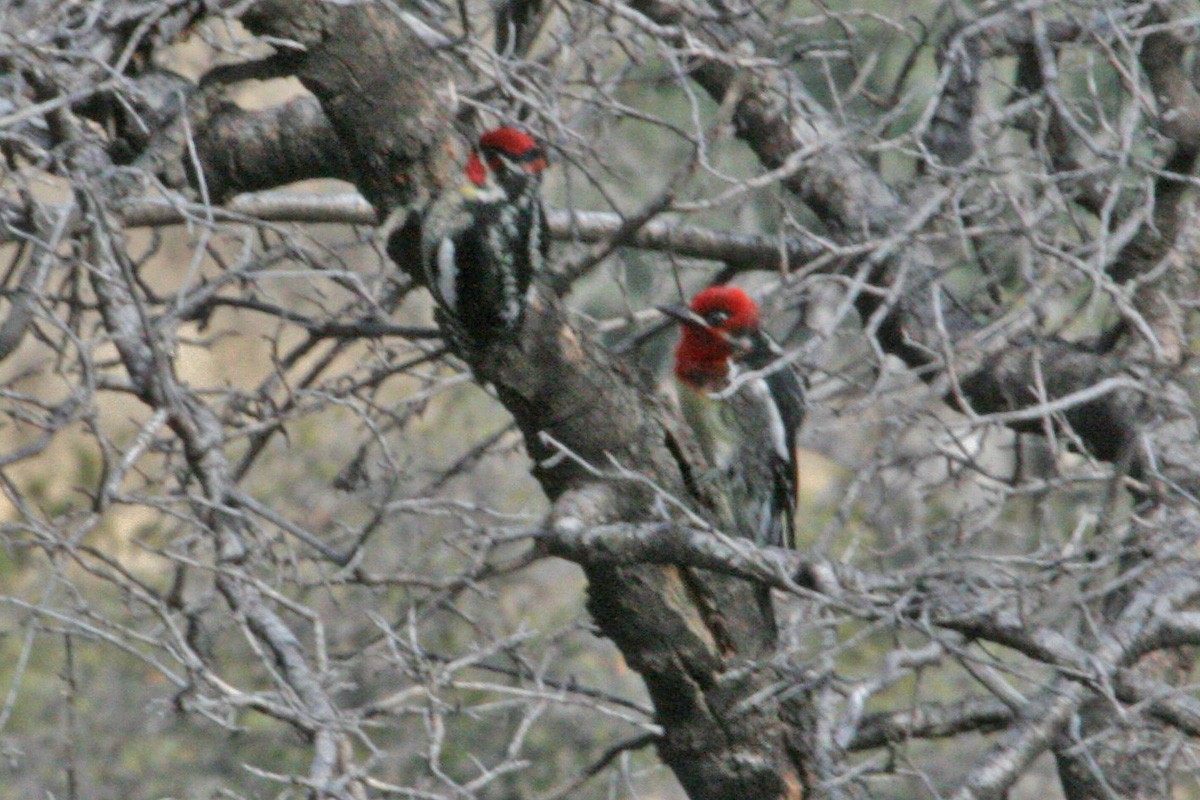 Red-breasted Sapsucker - ML281205371