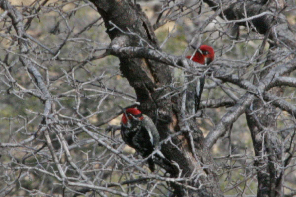 Red-breasted Sapsucker - ML281205391