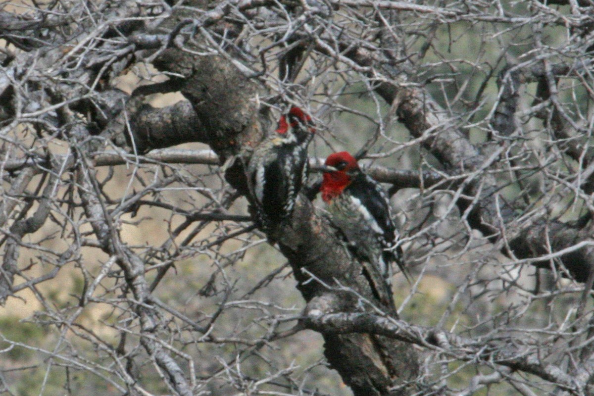 Red-breasted Sapsucker - ML281205401