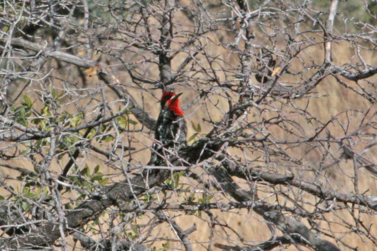 Red-breasted Sapsucker - ML281205411